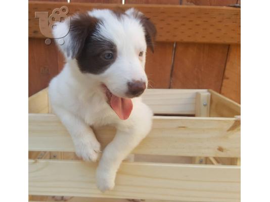 Πανέμορφα κουτάβια Border Collie,